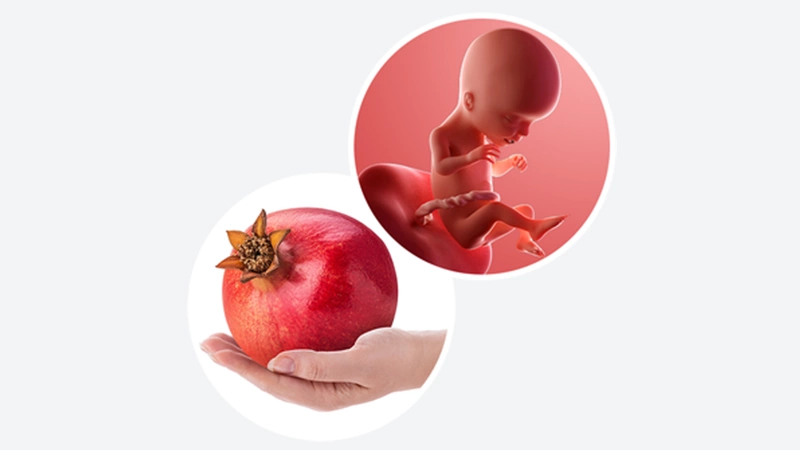 اندازه جنین در هفته هفدهم بارداری اندازه جنین در هفته هفدهم بارداری