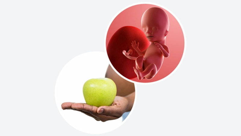 اندازه جنین در هفته پانزدهم بارداری اندازه جنین در هفته پانزدهم بارداری