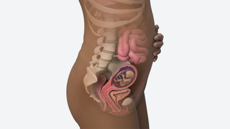 اندازه شکم در هفته 15 بارداری اندازه شکم در هفته 15 بارداری