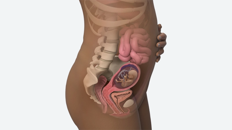 اندازه شکم در هفته 16 بارداری اندازه شکم در هفته 16 بارداری