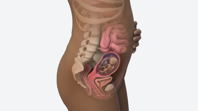 اندازه شکم در هفته 17 بارداری اندازه شکم در هفته 17 بارداری