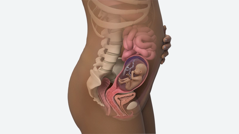 اندازه شکم در هفته 20 بارداری اندازه شکم در هفته 20 بارداری