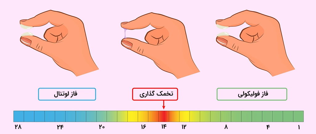 Cervical mucus in ovulation بررسی مخاط دهانه رحم برای تشخیص تخمک گذاری