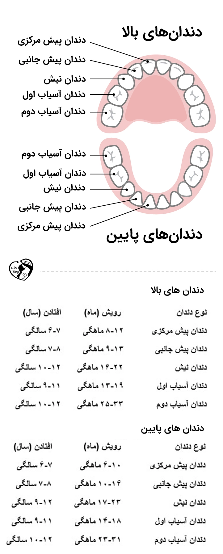 مراحل و ترتیب دندان درآوردن نوزاد : کدام دندان های شیری زودتر در می آیند؟