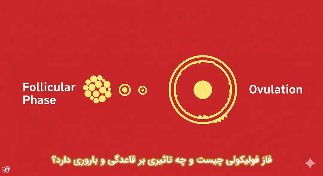 فاز فولیکولی فاز فولیکولی