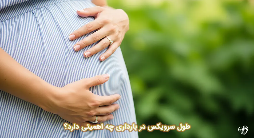 طول سرویکس در بارداری