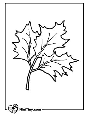 رنگ آمیزی برگ های پاییزی