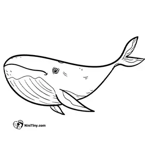 آموزش نقاشی نهنگ بامزه مرحله ششم compressed آموزش نقاشی نهنگ بامزه مرحله ششم compressed