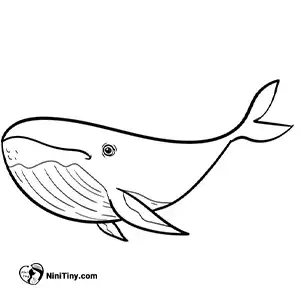 آموزش نقاشی نهنگ بامزه مرحله پنجم compressed آموزش نقاشی نهنگ بامزه مرحله پنجم compressed