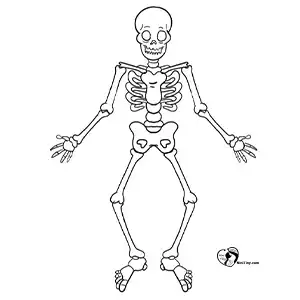 آموزش نقاشی اسکلت برای کودکان مرحله هشتم compressed 1 آموزش نقاشی اسکلت برای کودکان مرحله هشتم compressed 1