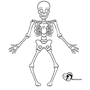 آموزش نقاشی اسکلت برای کودکان مرحله هفتم compressed 1 آموزش نقاشی اسکلت برای کودکان مرحله هفتم compressed 1