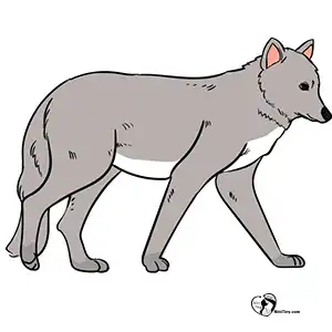 آموزش نقاشی گرگ برای کودکان مرحله ششم compressed آموزش نقاشی گرگ برای کودکان مرحله ششم compressed