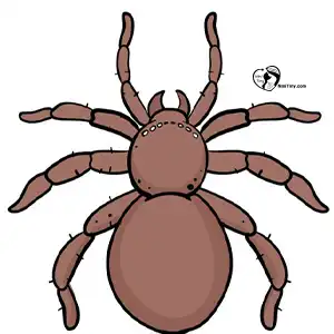 آموزش نقاشی عنکبوت برای کودکان مرحله هشتم compressed آموزش نقاشی عنکبوت برای کودکان مرحله هشتم compressed