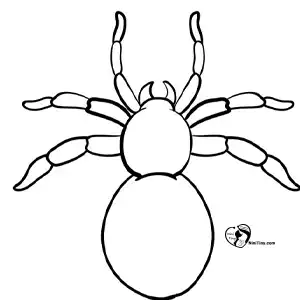 آموزش نقاشی عنکبوت برای کودکان مرحله پنجم compressed آموزش نقاشی عنکبوت برای کودکان مرحله پنجم compressed