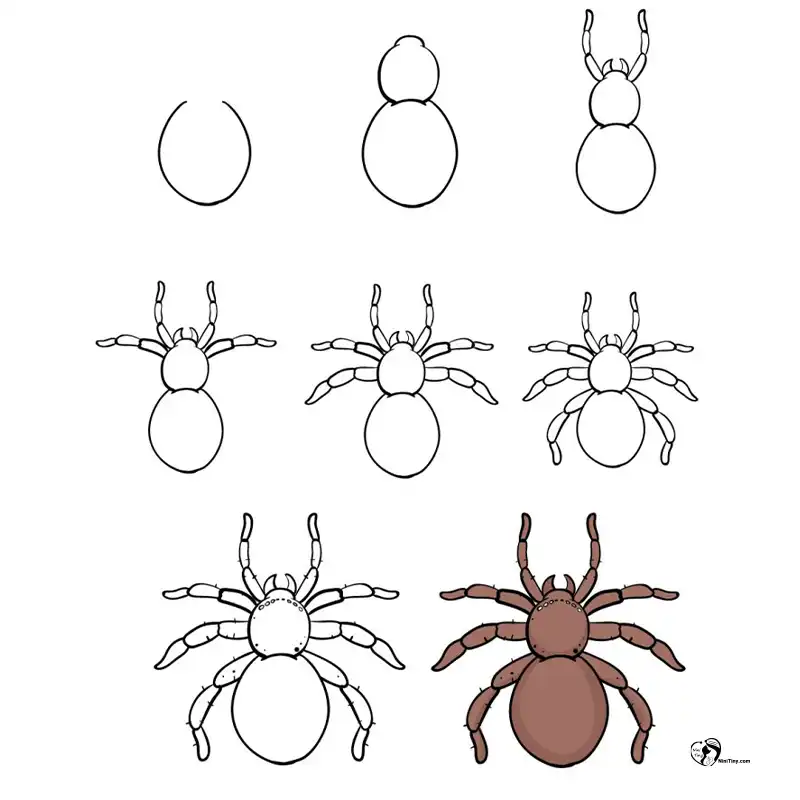 آموزش نقاشی عنکبوت برای کودکانن compressed آموزش نقاشی عنکبوت برای کودکانن compressed