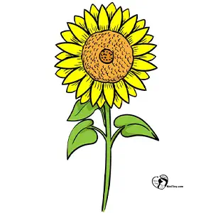 آموزش نقاشی گل آفتابگردان برای کودکان مرحله دهم آموزش نقاشی گل آفتابگردان برای کودکان مرحله دهم