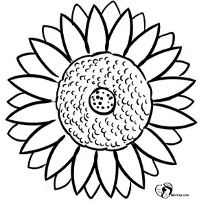 آموزش نقاشی گل آفتابگردان برای کودکان مرحله ششم آموزش نقاشی گل آفتابگردان برای کودکان مرحله ششم