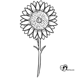 آموزش نقاشی گل آفتابگردان برای کودکان مرحله هشتم آموزش نقاشی گل آفتابگردان برای کودکان مرحله هشتم